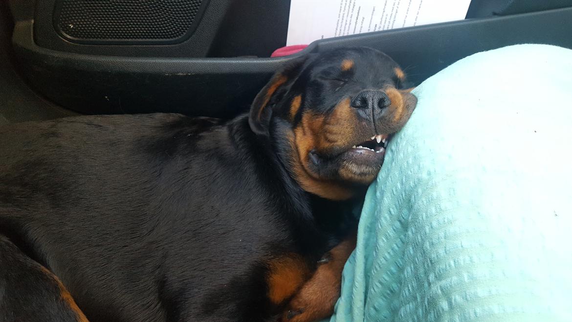 Rottweiler Fiona  billede 7