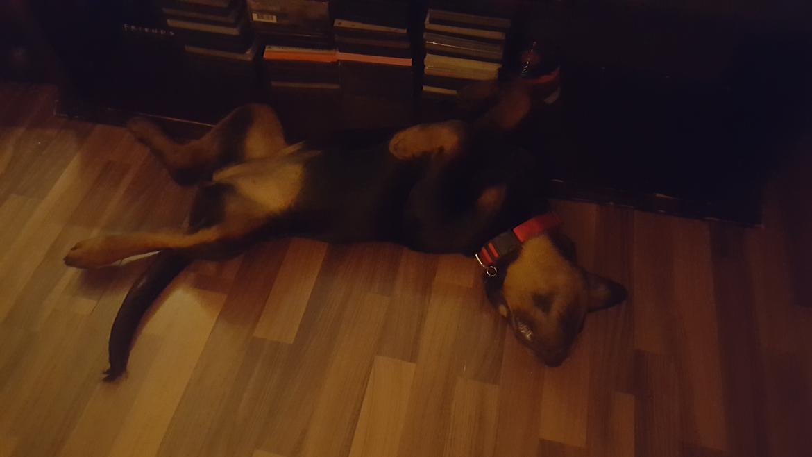 Rottweiler Fiona  billede 8