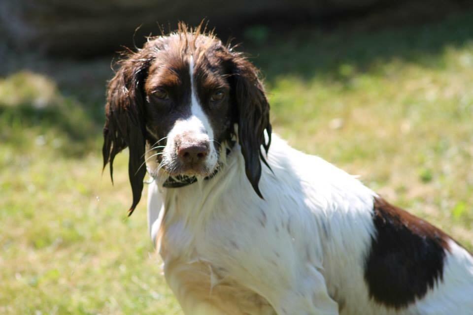 Field Trial Springer Spaniel Kisy billede 15