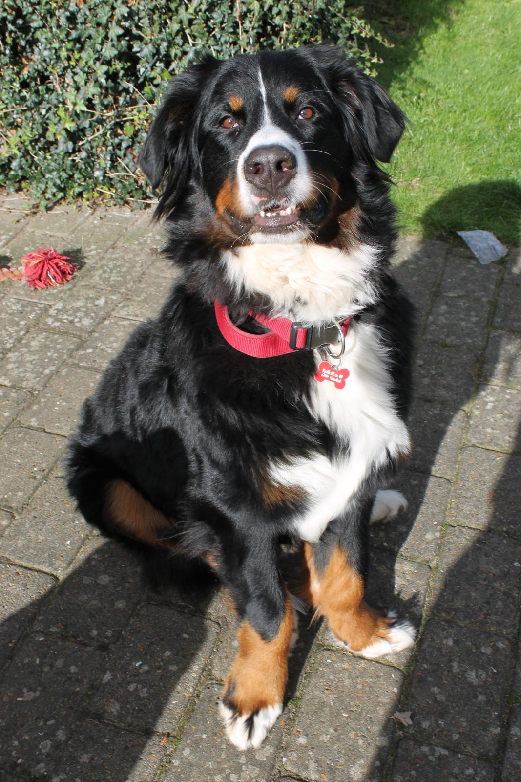 Berner sennenhund lillefix billede 3