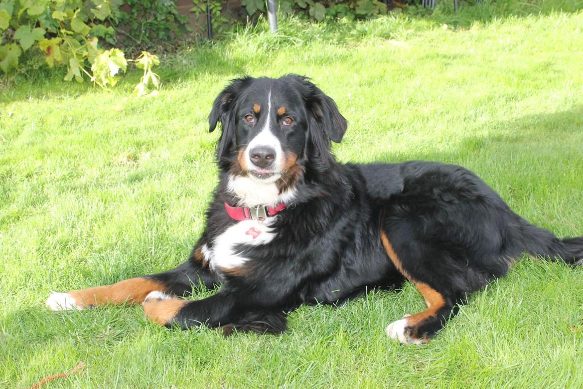 Berner sennenhund lillefix billede 4