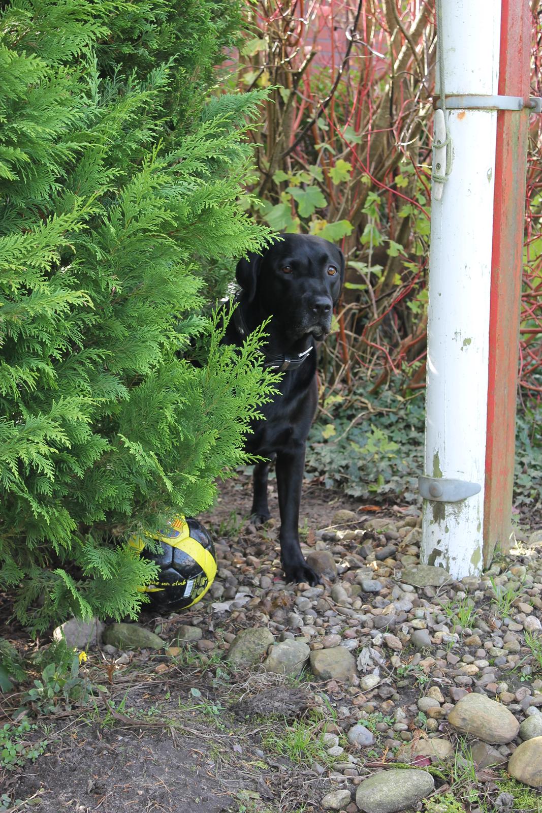 Labrador retriever Obelix billede 5