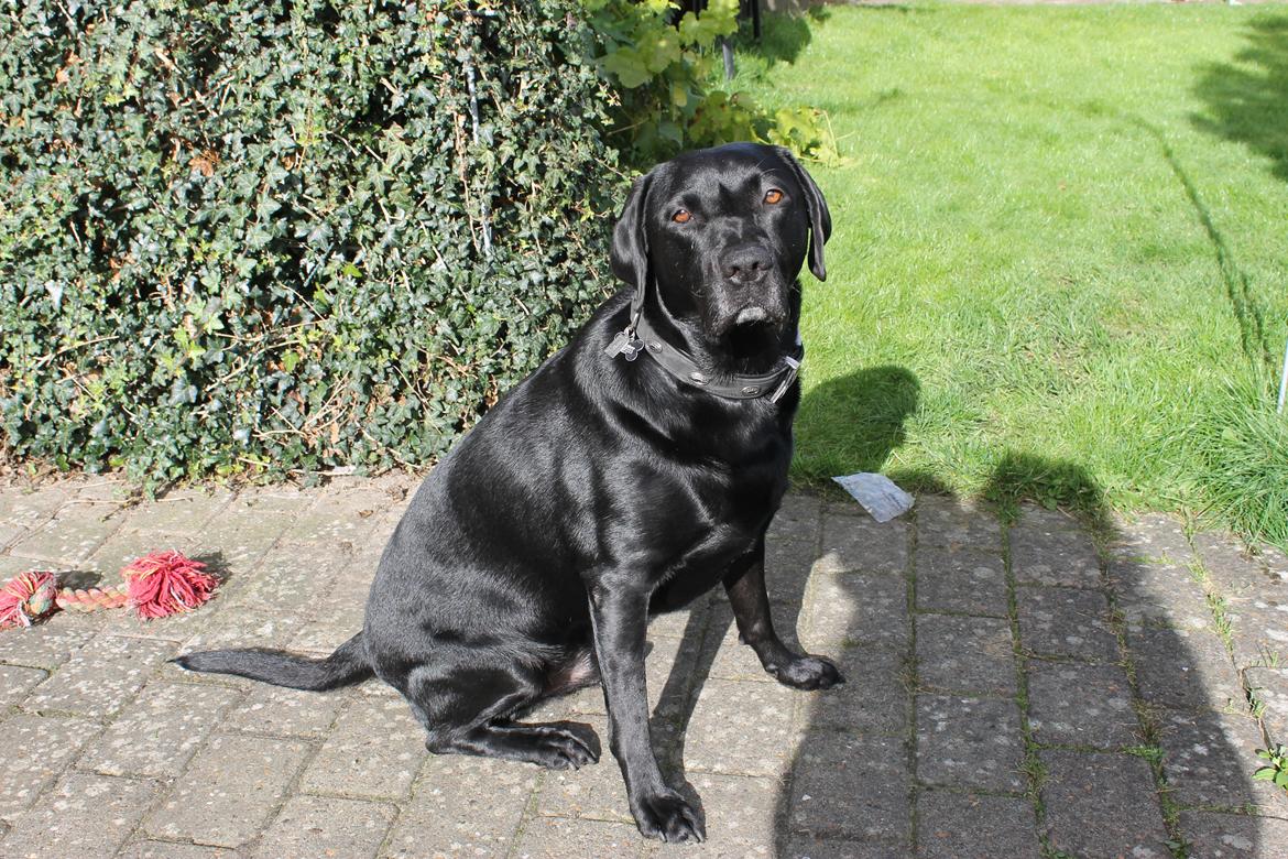 Labrador retriever Obelix billede 6
