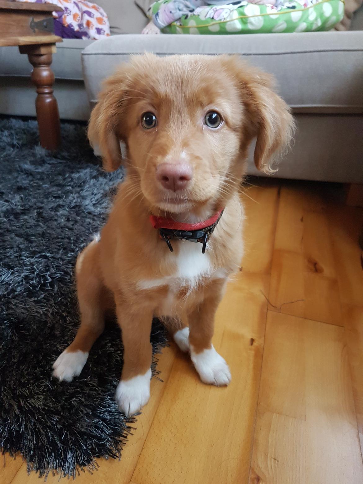 Nova scotia duck tolling retriever Aquafox Sebrings Fangio Chicane"Casey" billede 22