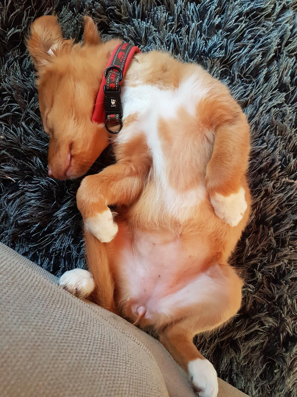 Nova scotia duck tolling retriever Aquafox Sebrings Fangio Chicane"Casey" billede 23