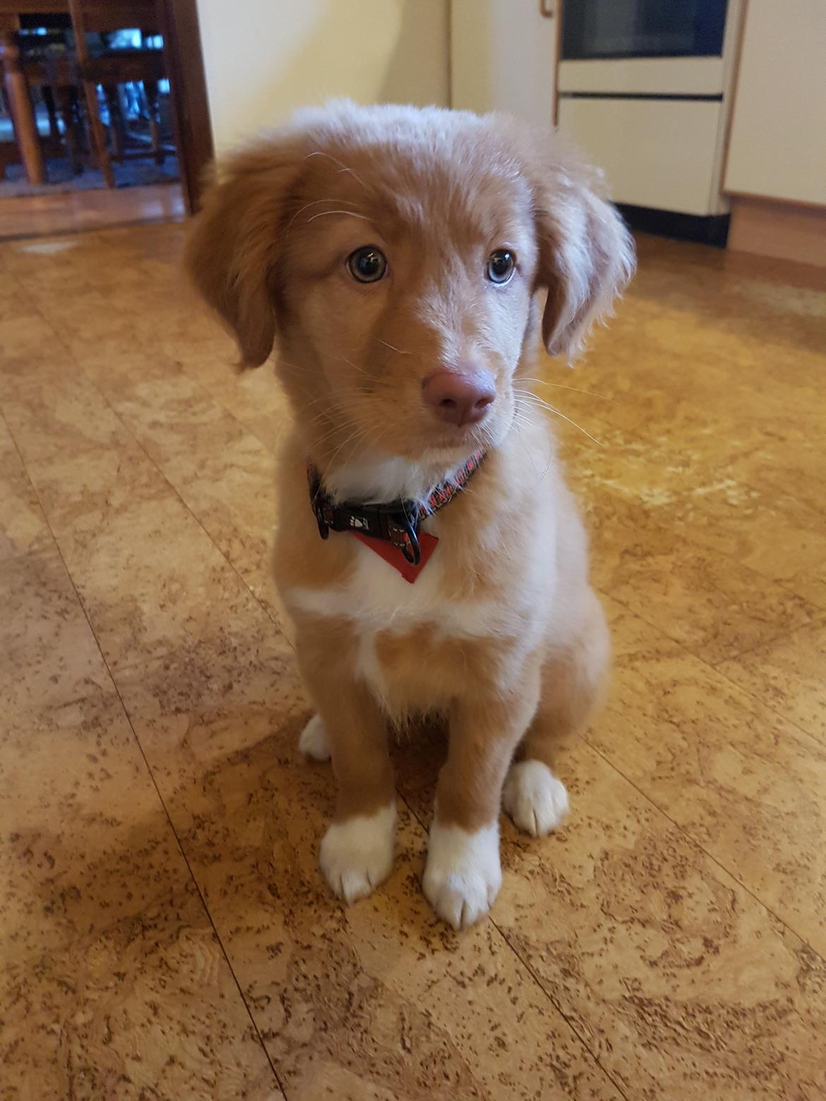 Nova scotia duck tolling retriever Aquafox Sebrings Fangio Chicane"Casey" billede 24