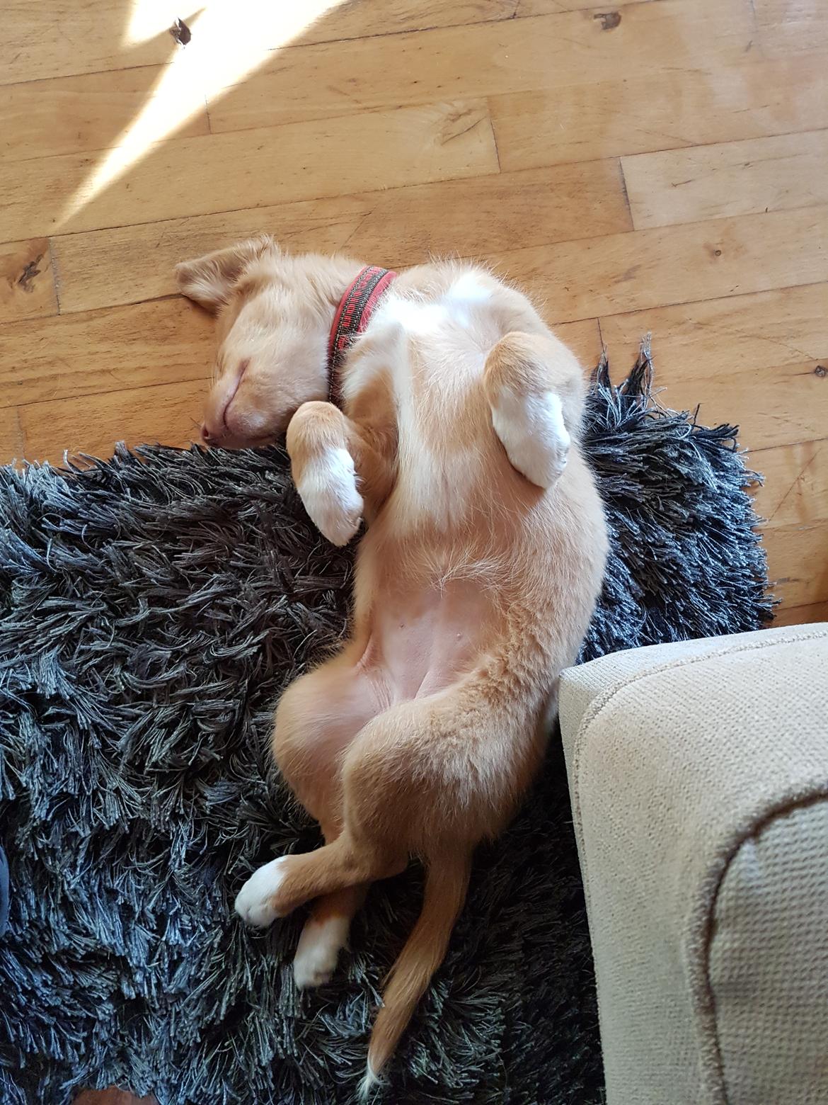 Nova scotia duck tolling retriever Aquafox Sebrings Fangio Chicane"Casey" billede 25