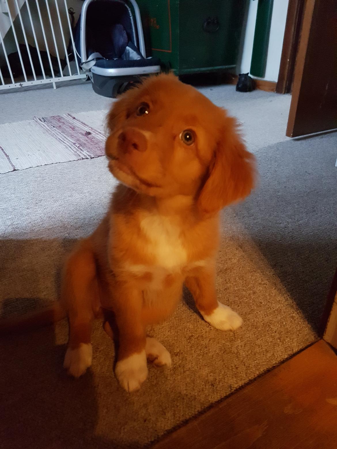 Nova scotia duck tolling retriever Aquafox Sebrings Fangio Chicane"Casey" billede 26