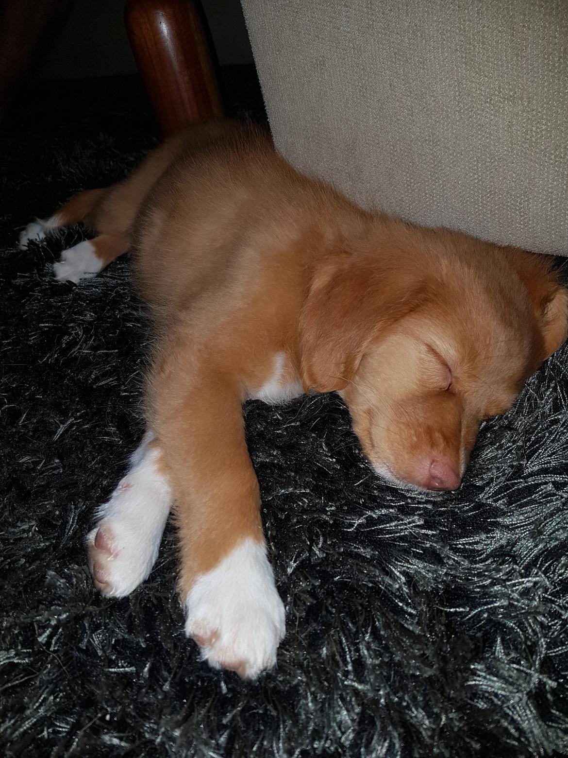 Nova scotia duck tolling retriever Aquafox Sebrings Fangio Chicane"Casey" billede 27