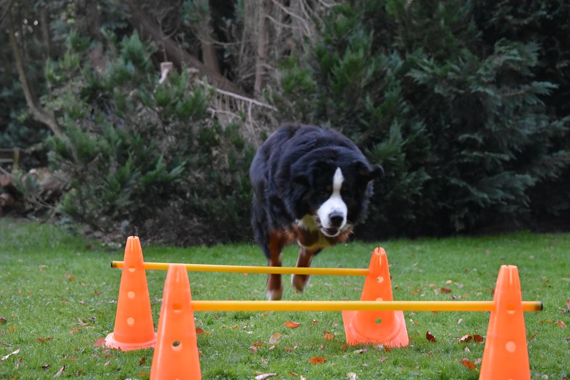 Berner sennenhund Lady Xiera's Teddy Bear (Leopold)  - Polle elsker at springe billede 15