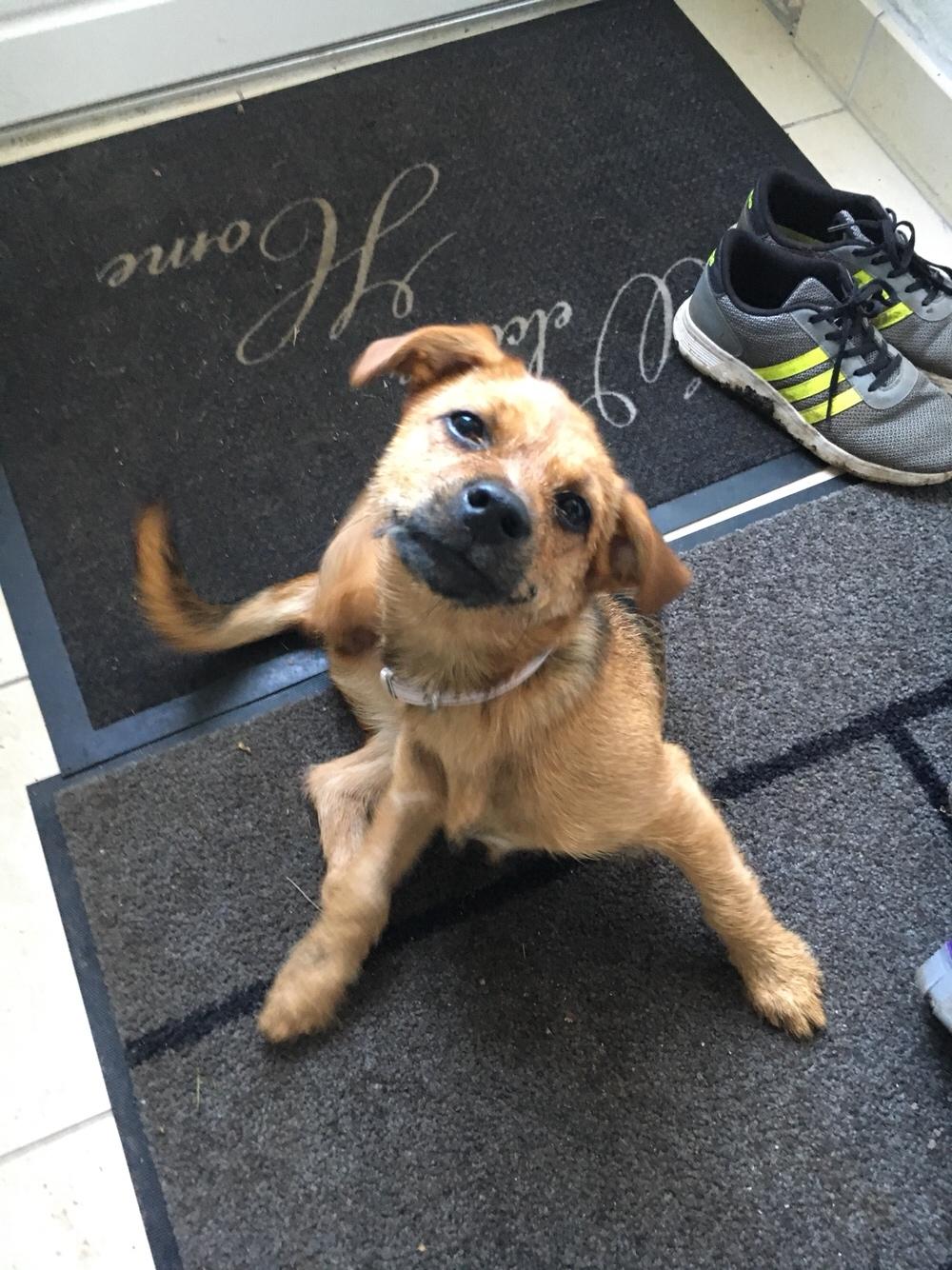 Blanding af racer Musse billede 1