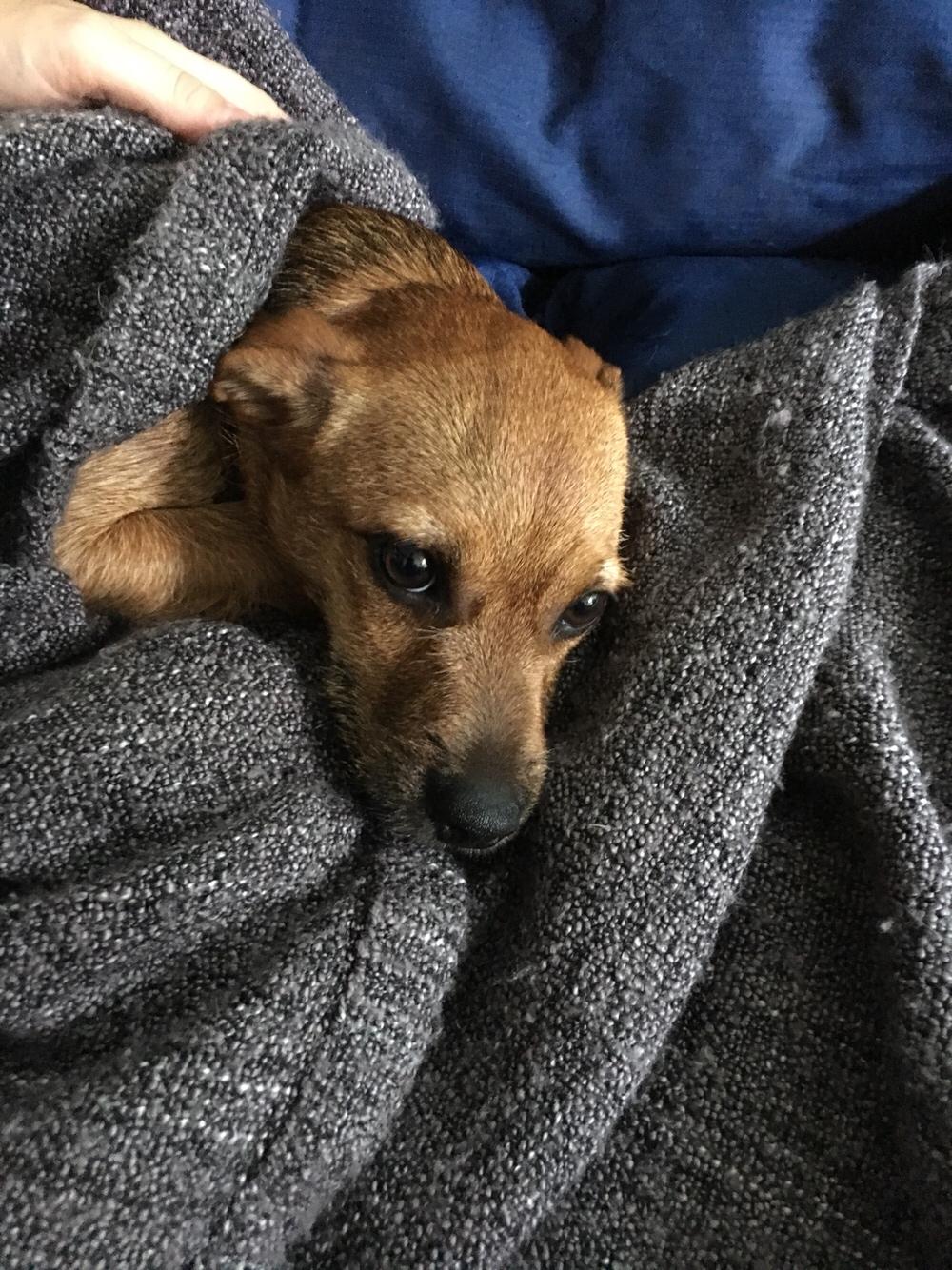 Blanding af racer Musse billede 5