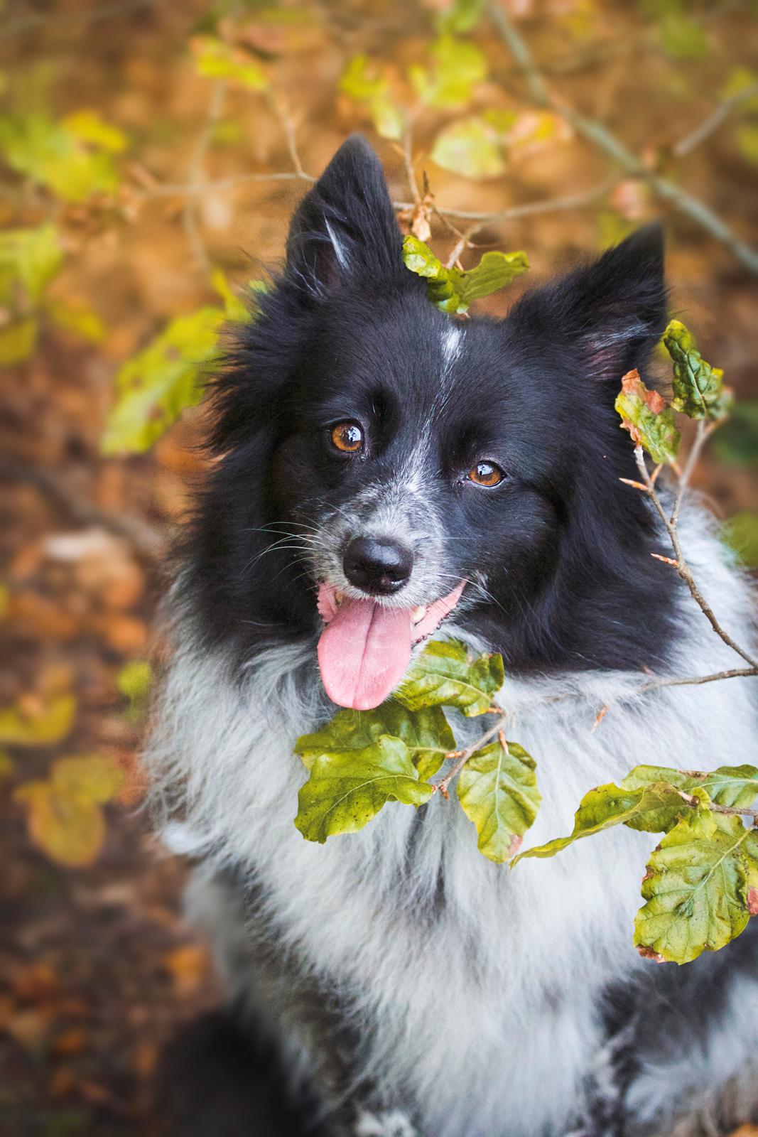 Blanding af racer Chili billede 20