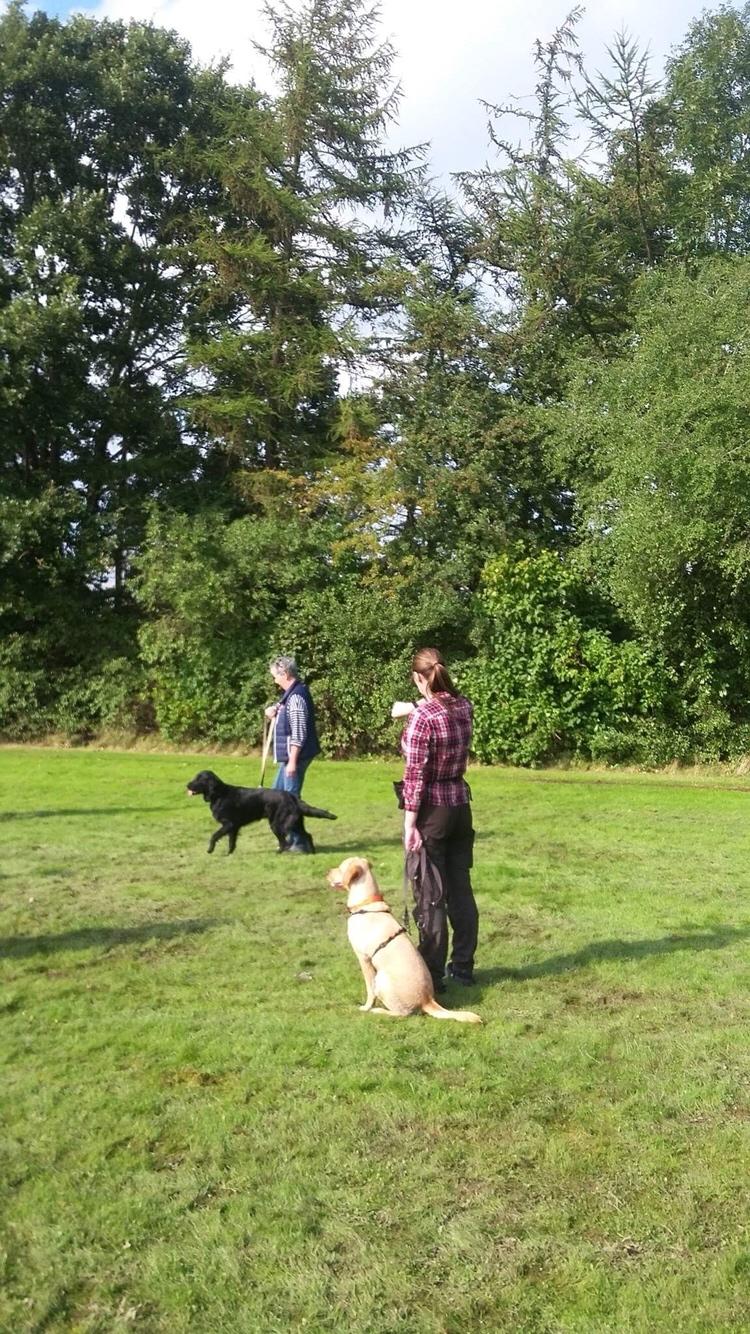 Labrador retriever Casey billede 38