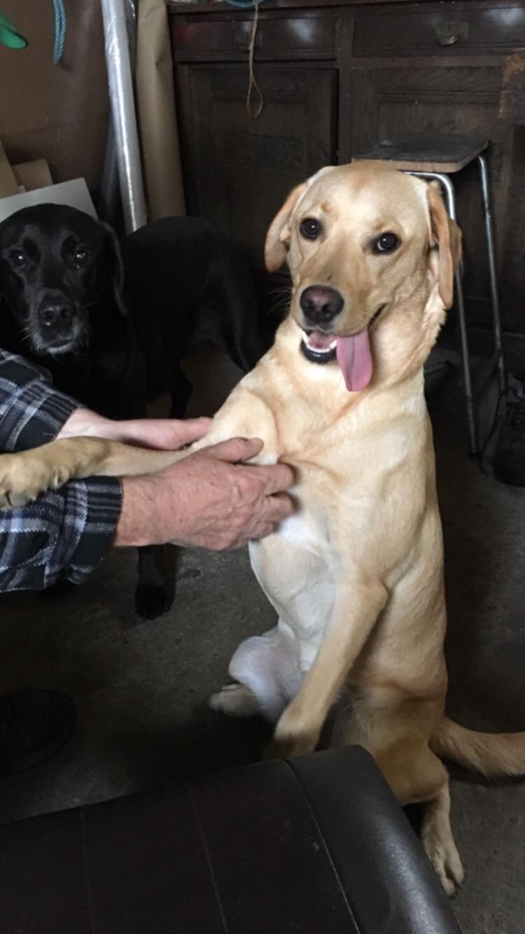 Labrador retriever Casey billede 41