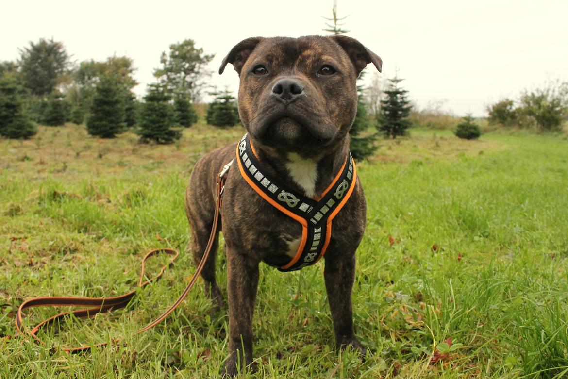 Staffordshire bull terrier Kissing Angels The Living Daylight - aka Kayzer - 10-10-2107 billede 34