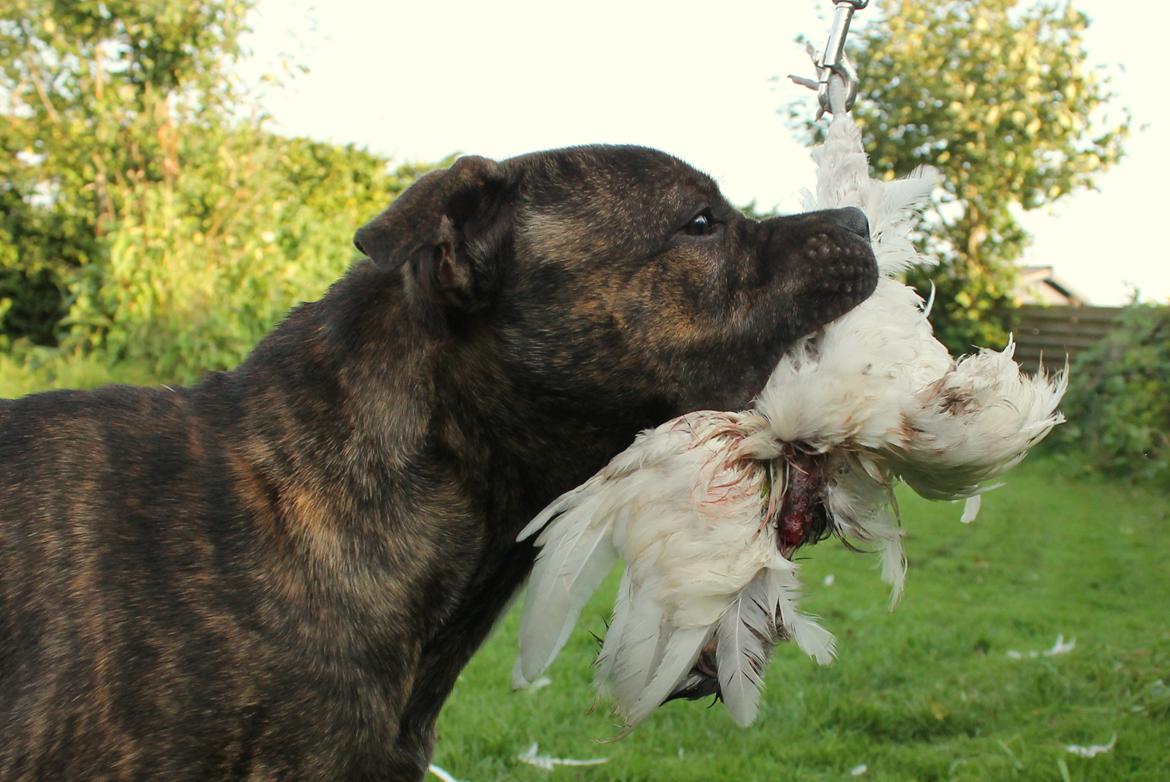 Staffordshire bull terrier Kissing Angels The Living Daylight - aka Kayzer billede 32