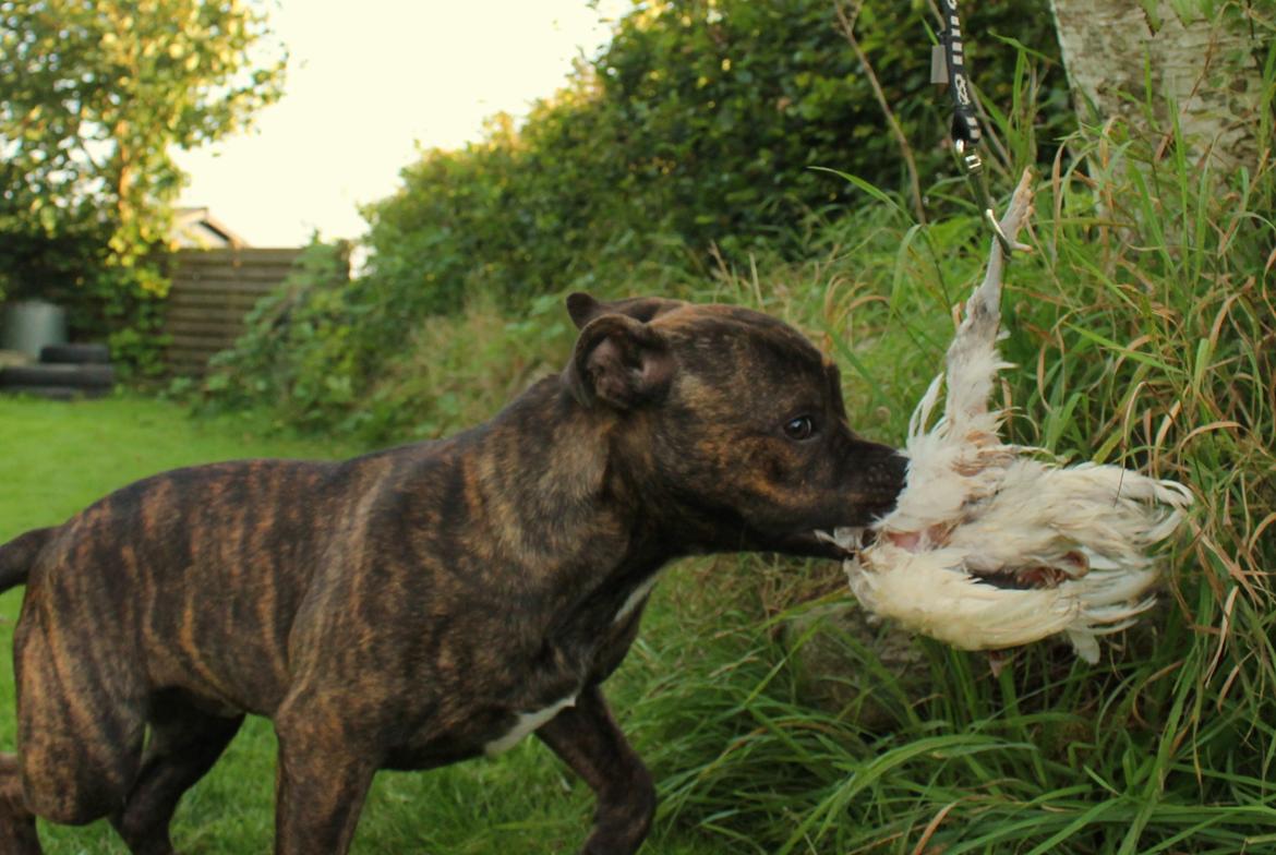 Staffordshire bull terrier Kissing Angels The Living Daylight - aka Kayzer billede 31