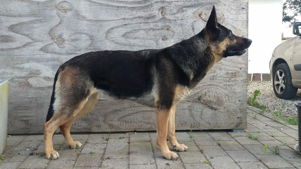 Schæferhund Juice 17/2-2011 - 7/9-2021 - Juice sept.2017 billede 6