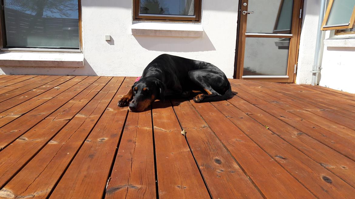 Dobermann Raphaels Kahla-Sheena (Sheena) billede 15