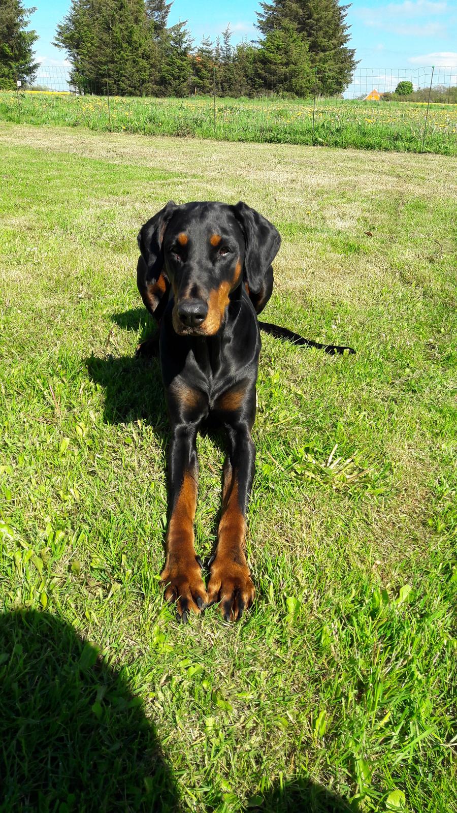 Dobermann Raphaels Kahla-Sheena (Sheena) billede 1