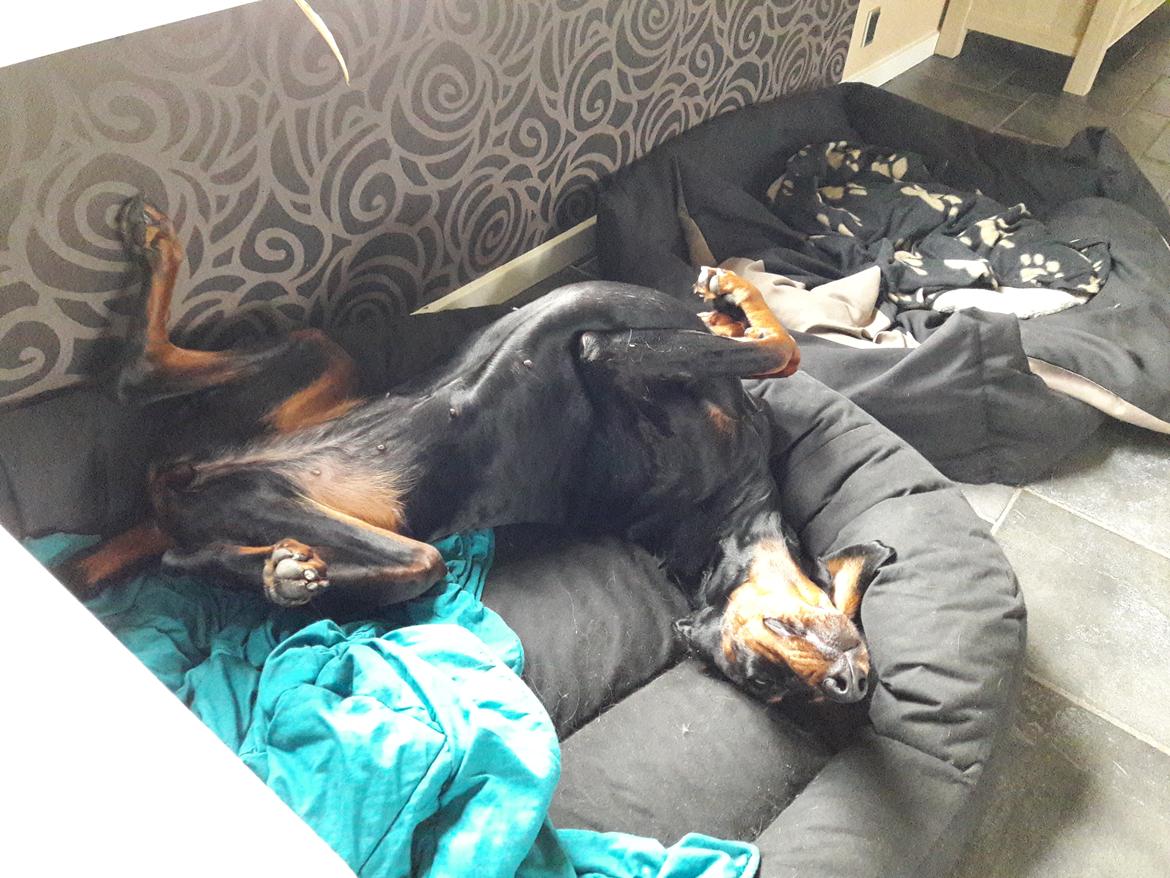 Dobermann Raphaels Kahla-Sheena (Sheena) billede 16