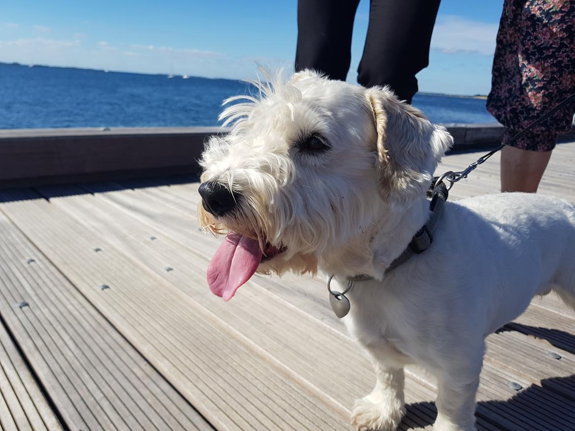 Sealyham terrier Emun billede 1