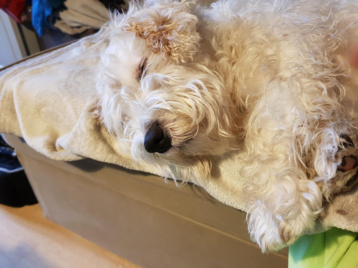 Sealyham terrier Emun billede 2