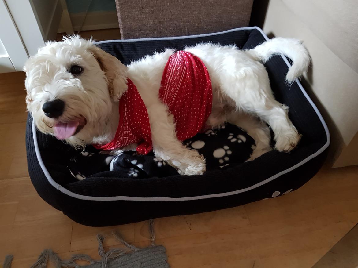 Sealyham terrier Emun billede 3