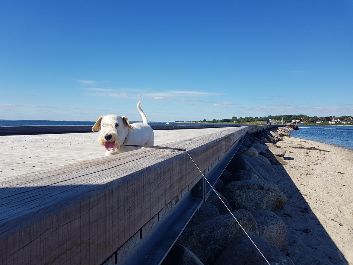 Sealyham terrier Emun billede 4