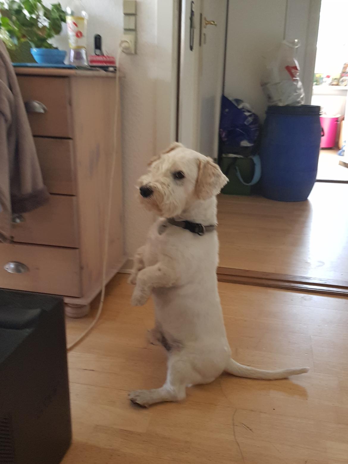 Sealyham terrier Emun billede 5