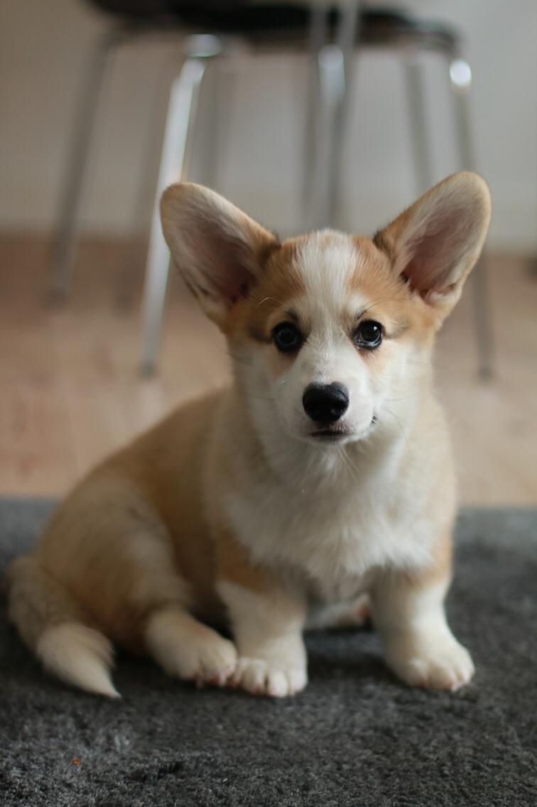 Welsh corgi pembroke Zeus billede 4