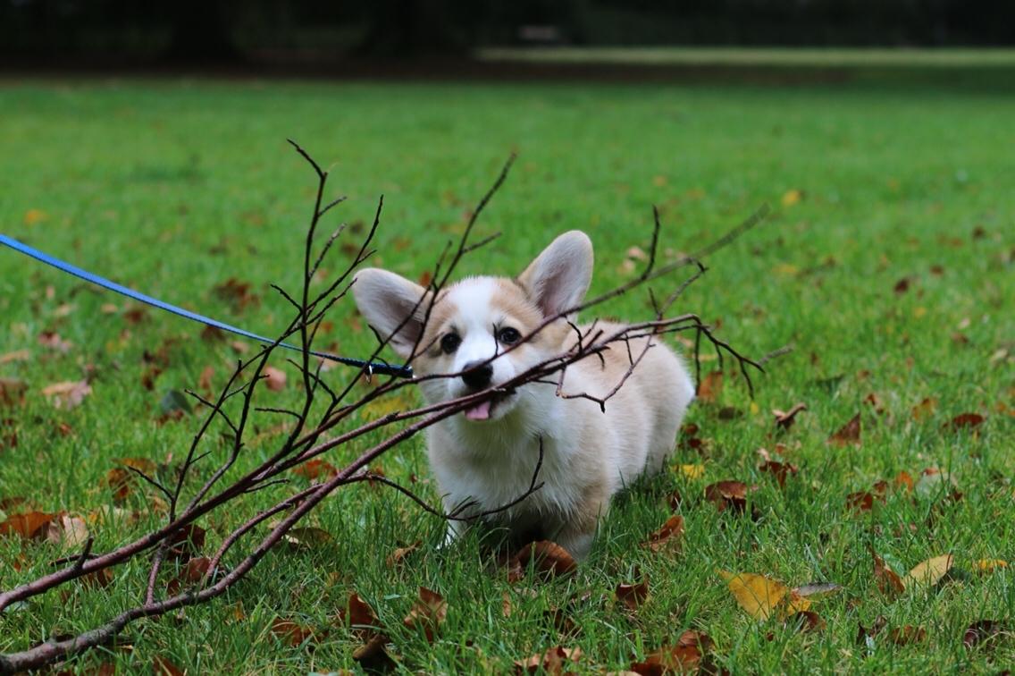 Welsh corgi pembroke Zeus - 12 uger - Oktober 2017 billede 7