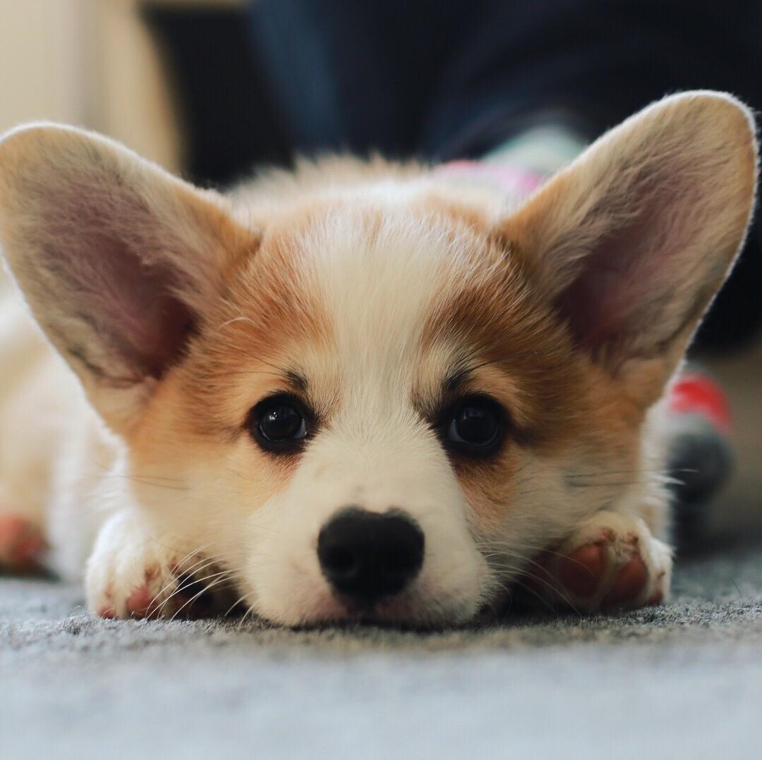 Welsh corgi pembroke Zeus - 10 uger - 30.09.2017 billede 13