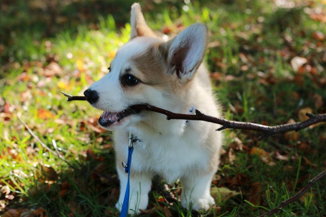 Welsh corgi pembroke Zeus - 11 uger  billede 14