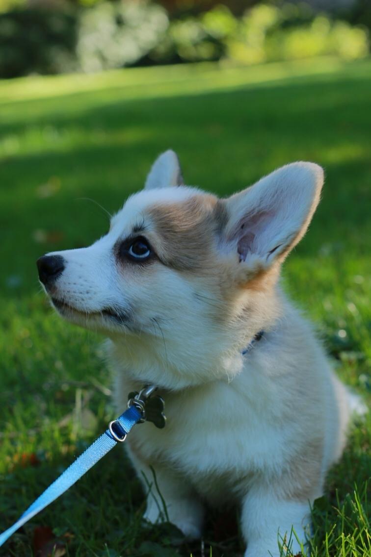 Welsh corgi pembroke Zeus - 12 uger - Oktober 2017 billede 18