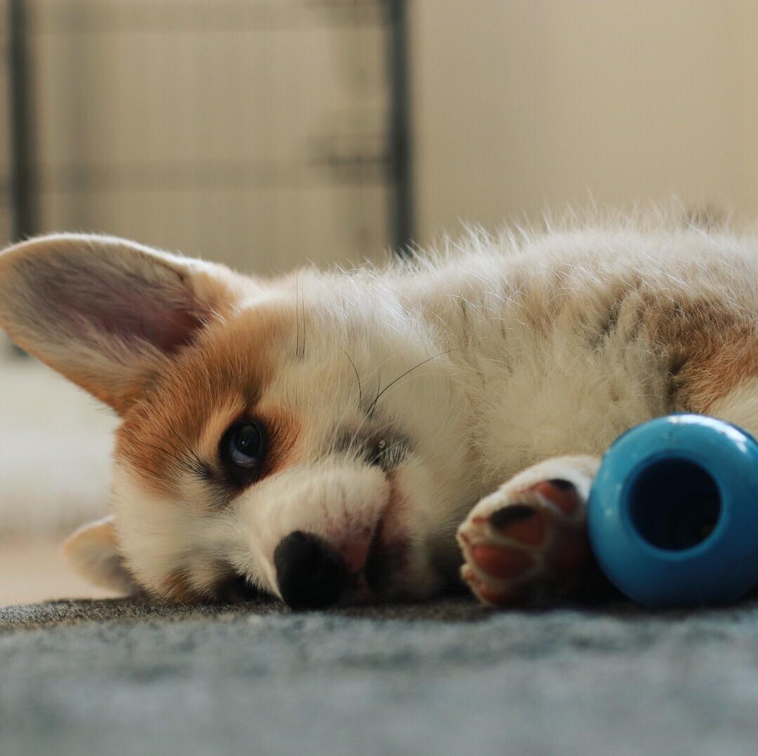 Welsh corgi pembroke Zeus - 10 uger billede 19