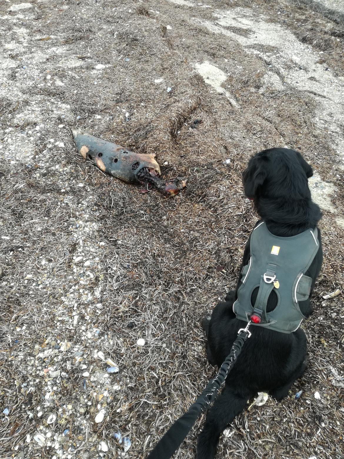 Blanding af racer Ulvar billede 5