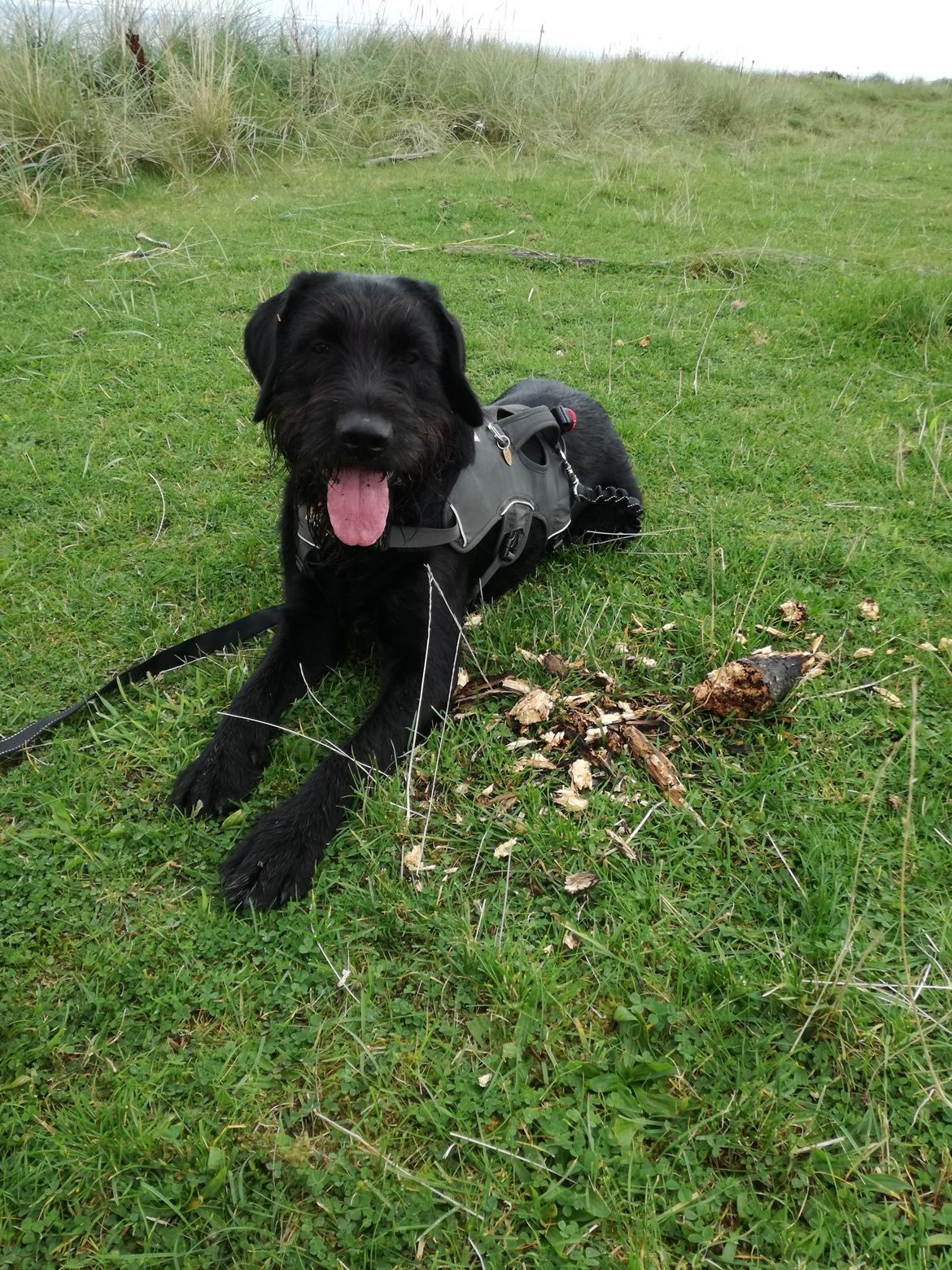 Blanding af racer Ulvar billede 6