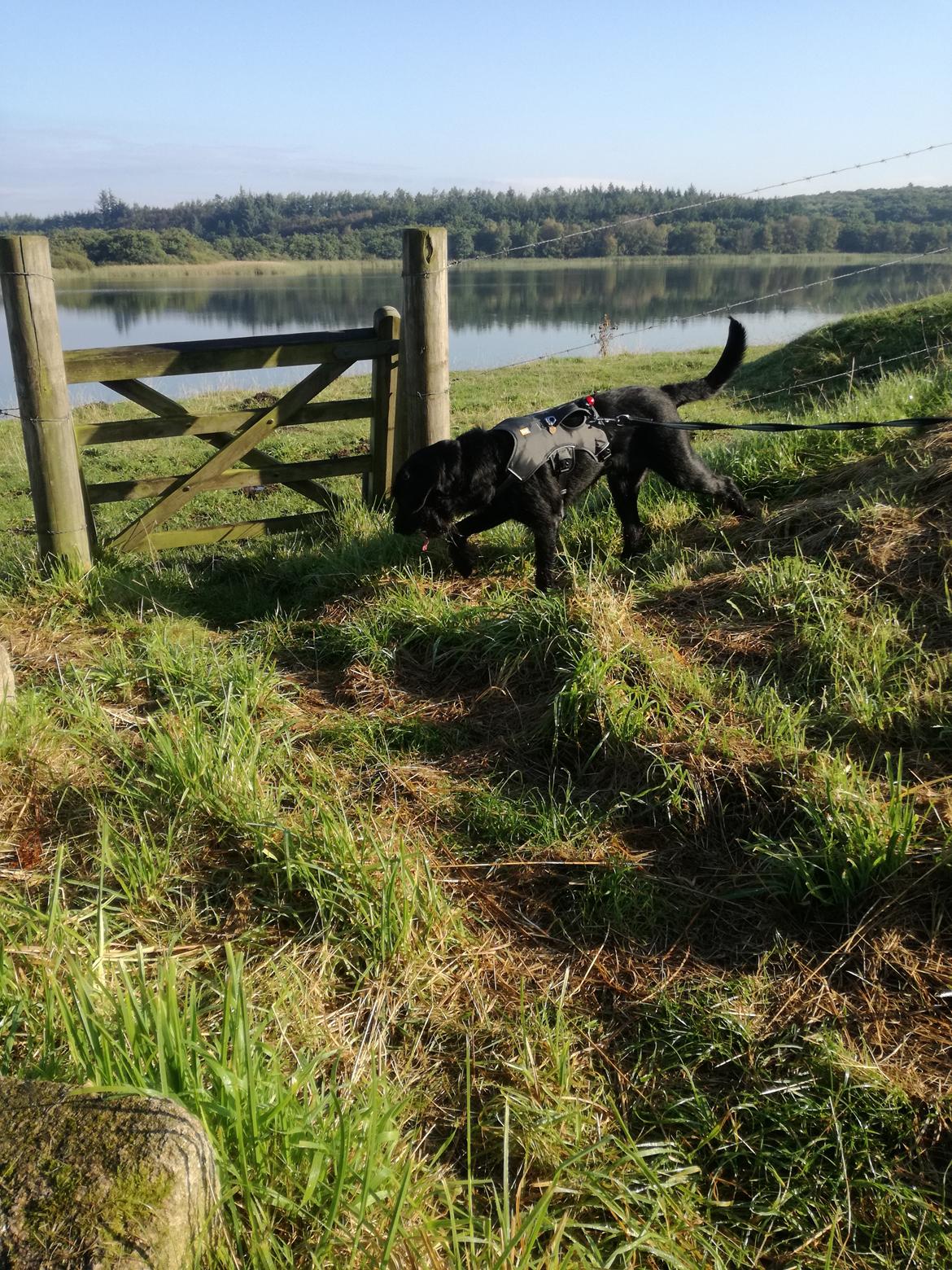 Blanding af racer Ulvar billede 8