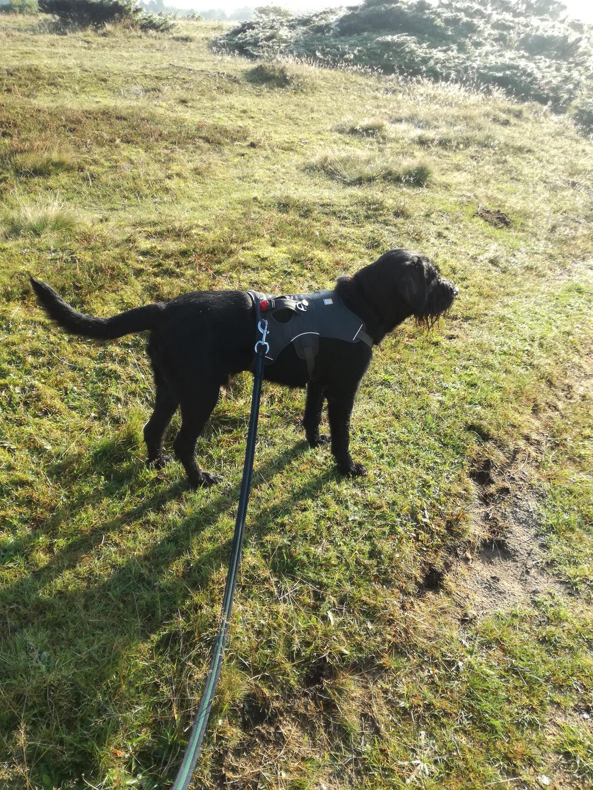 Blanding af racer Ulvar billede 9