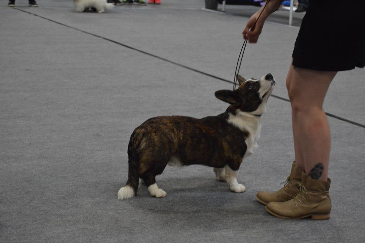 Welsh corgi cardigan Charles billede 19