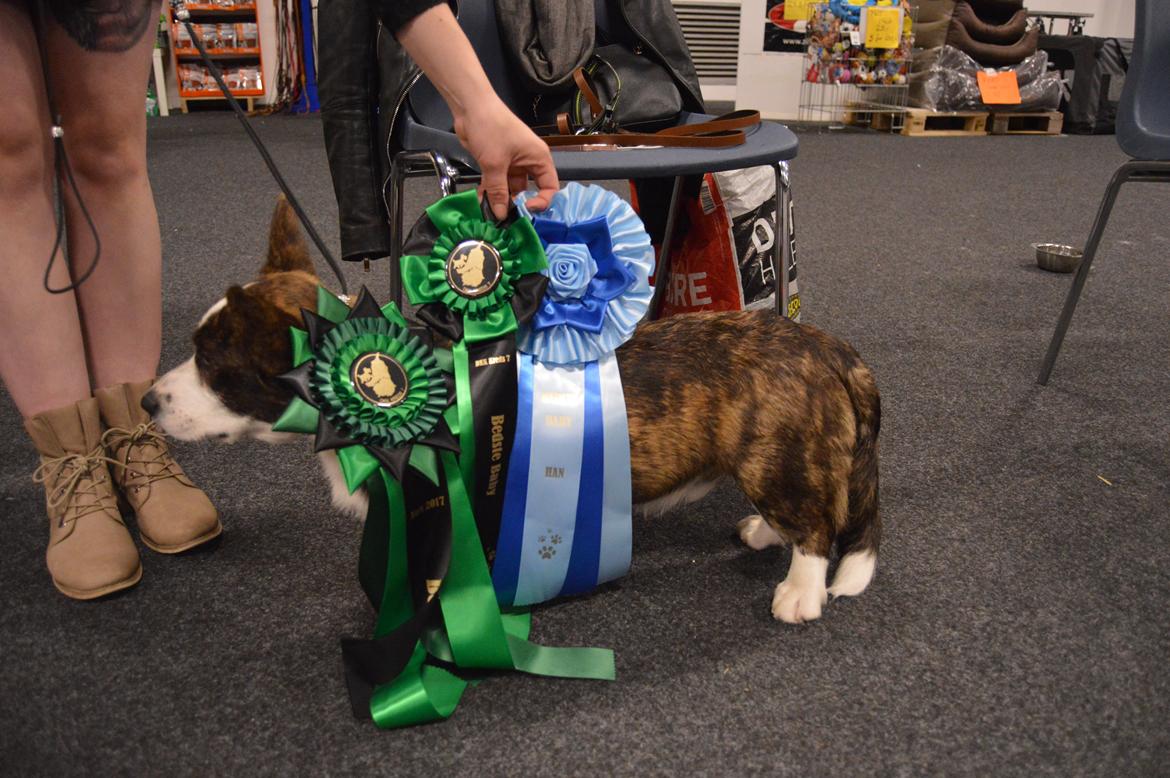 Welsh corgi cardigan Charles billede 20