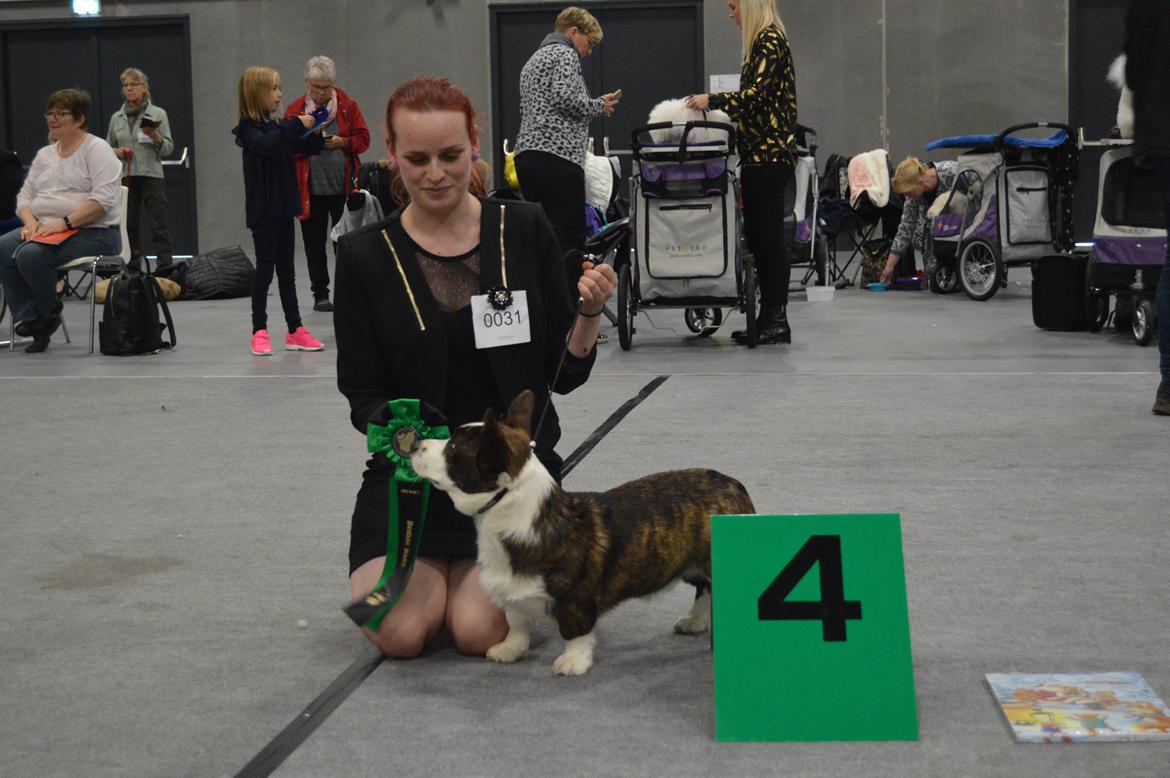 Welsh corgi cardigan Charles billede 3