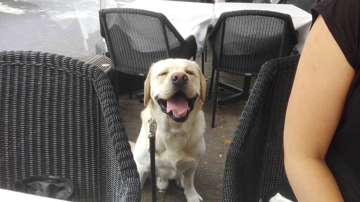 Labrador retriever Manze billede 13