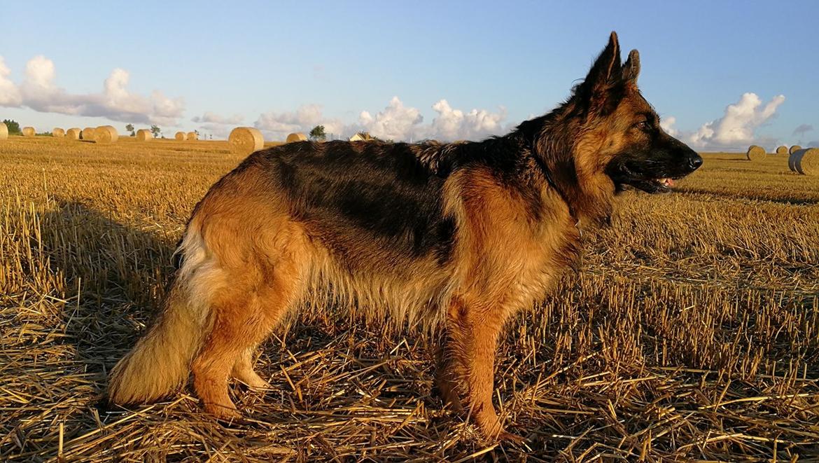 Schæferhund Vestegnen's Ciba billede 8