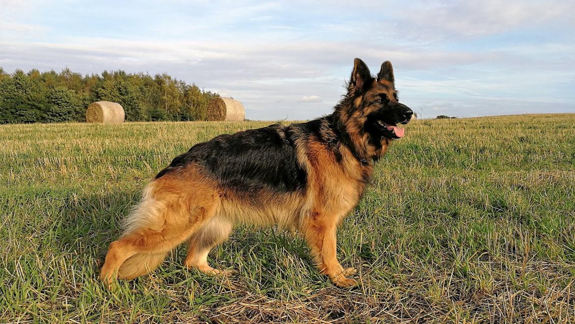 Schæferhund Vestegnen's Ciba billede 7