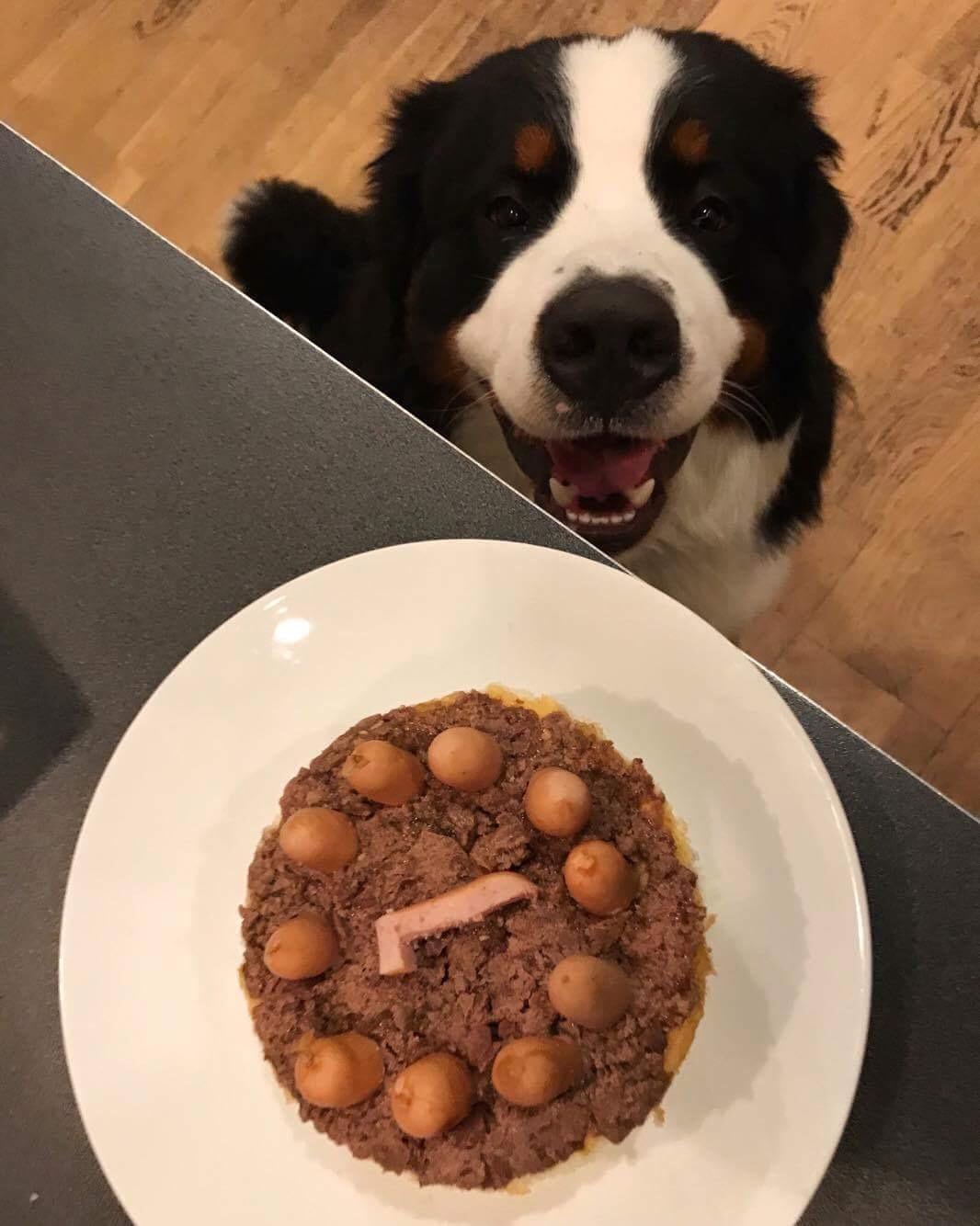 Berner sennenhund Lady Xiera's Teddy Bear (Leopold)  - 1 års fødseldag :D <3  billede 16