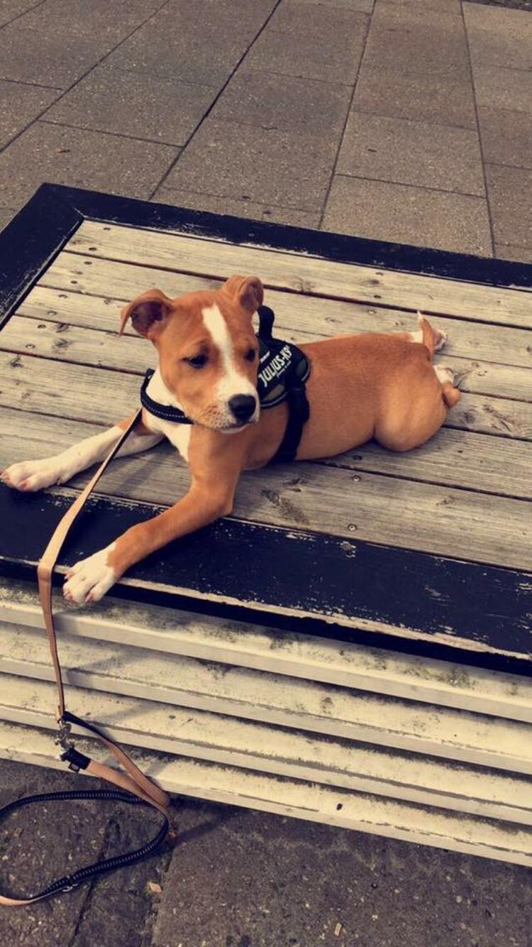 Staffordshire bull terrier Afraid by my strenght / Land of staff FCI (Eddie) billede 25