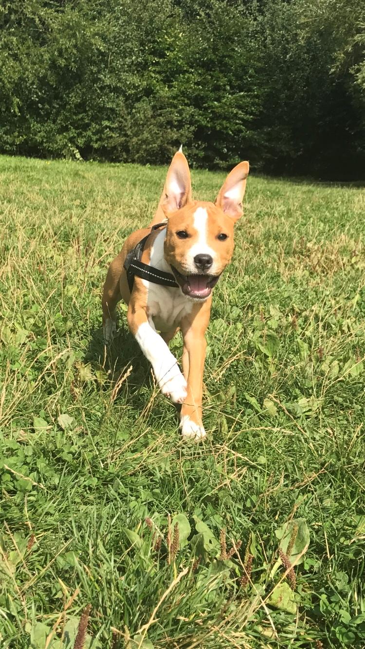 Staffordshire bull terrier Afraid by my strenght / Land of staff FCI (Eddie) billede 27